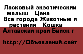 Ласковый экзотический малыш › Цена ­ 25 000 - Все города Животные и растения » Кошки   . Алтайский край,Бийск г.